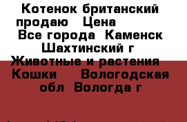 Котенок британский продаю › Цена ­ 3 000 - Все города, Каменск-Шахтинский г. Животные и растения » Кошки   . Вологодская обл.,Вологда г.